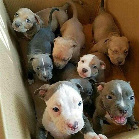Pitbulls (@pitbullsfans__) • Instagram photos and videos