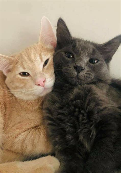 7 ways to read your cat s mood – Artofit