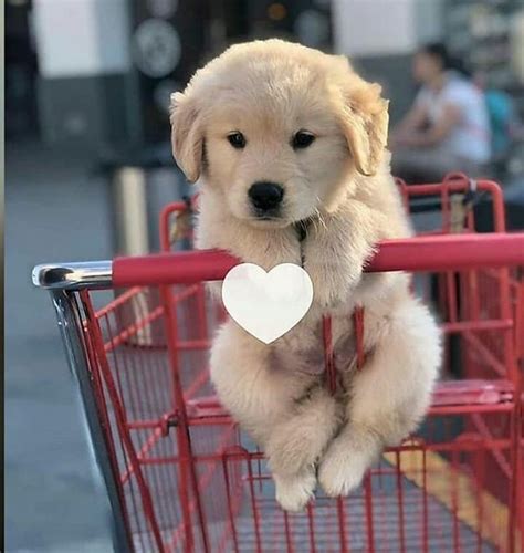 _writer_dessert (@DessertWriter) | Twitter