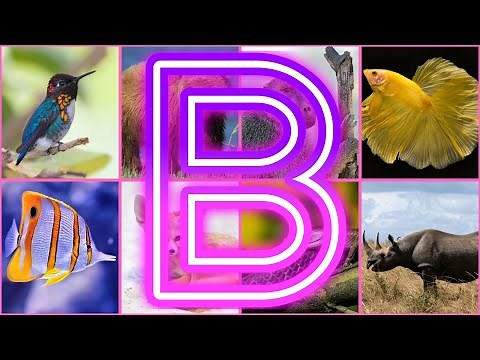 Animals Starting With B || Amazing Animals And Birds Starting with B