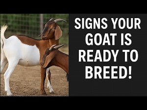 Signs of a Goat in Heat & Successful Breeding Tips