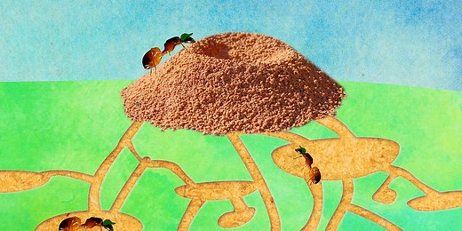 A colony of 250,000 ants call the average anthill home — here's what inside their mound