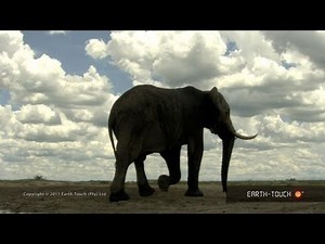 Nature's symphony: Beautiful wildlife with classical music by Mozart