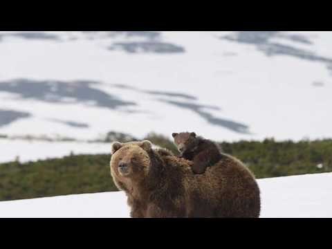 Game2: winter france télé réalité en Sibérie Survie