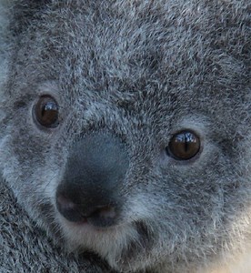 Australian Animals - Animal Facts Encyclopedia