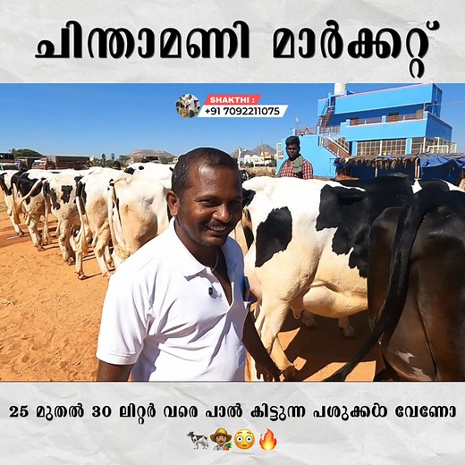 New dairy farmers looking for high-yielding cows? You can buy them here. Part 7 | Smart Media Creation