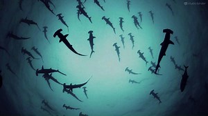 How to Make a Shot List Like Terrence Malick Movies !! via: StudioBinder | Cinematography