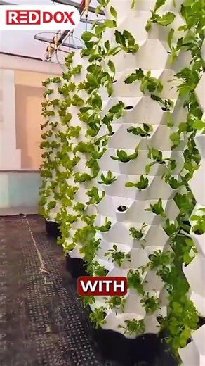 Rooftop Aeroponic Farming in India | Earn ₹1.5 Lakhs/Month from Home
