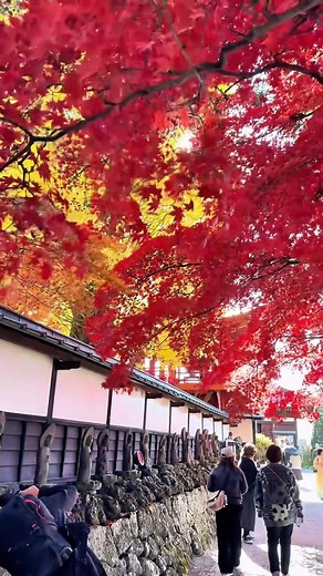 📍 Nagano, Japan 🏔️❄️✨ A beautiful mix of mountains, hot springs, temples, and pure nature. From snow-covered landscapes to peaceful shrines and crystal-clear lakes, Nagano is the perfect escape for anyone who loves scenery and serenity. 🇯🇵🌿 Planning to visit Japan or explore Nagano? Contact us👇 ✉️ japanichibantours@gmail.com | info@japanichibantours.com 🌐 japanichibantours.com 📞 WhatsApp: 81 90-3486-7744 📸 Instagram: japan_ichiban_tours | Japan Ichiban Tours