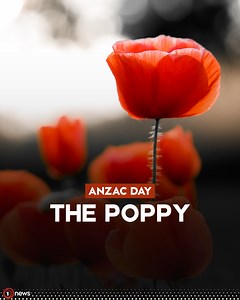 On this day marking 100 years of New Zealand's Poppy Appeal, we asked Kiwis what the poppy meant to them. Here's Aziz Al-Sa'afin. | 1News