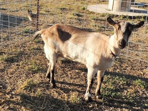 Signs Your Goat Is In Heat