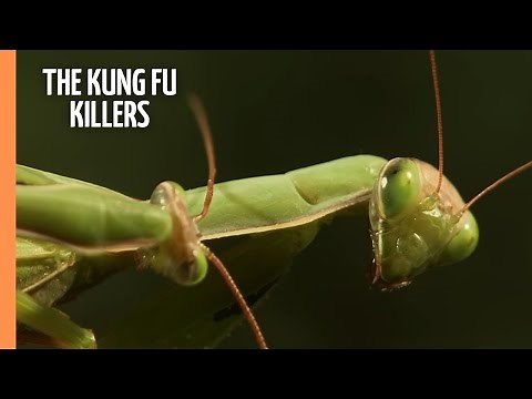 The Kung Fu Killers of the Insect Kingdom | Full Documentary