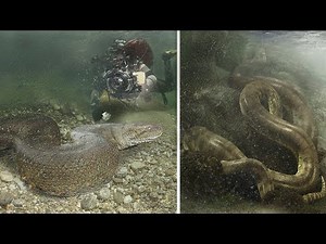 10 Biggest Snakes In The World!