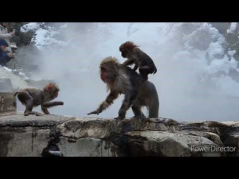 Snow monkeys in Jigokudani Monkey Park, Nagano , Japan, Feb 2023