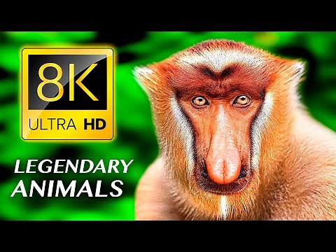 LEGENDARY ANIMALS 8K ULTRA HD