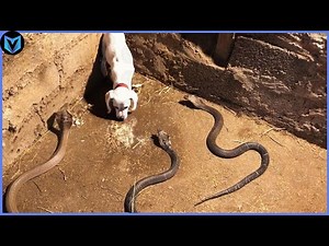 18 Craziest Snake Attacks Caught on Camera