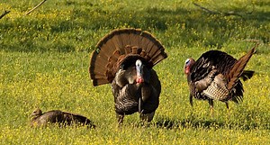 Turkey Hunting for Beginners: 6 Tips to Start Using Right Now