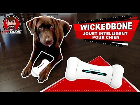 Un Jouet Téléguidé et Intelligent pour votre Chien ! -WickedBone