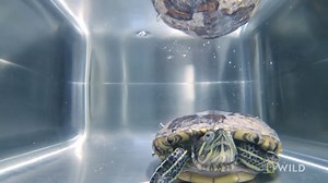 Sam, the partially bionic turtle, is back to see Dr. T, to make sure her shell is healing correctly. | National Geographic Animals