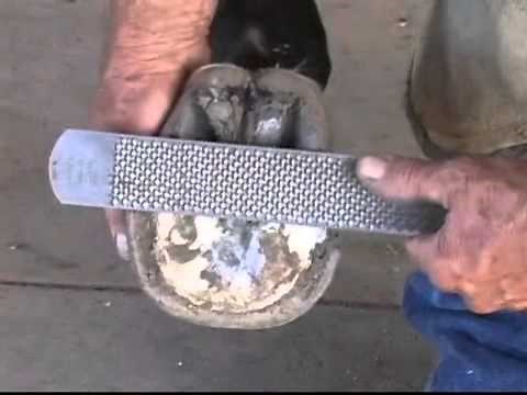 Hoof Mapping & Trimming - Part 1