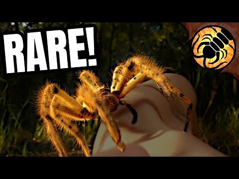 The most AWESOME Spider in Australia - Tiger Huntsman