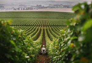 Top agricultural robots for vineyard applications - RoboticsBiz