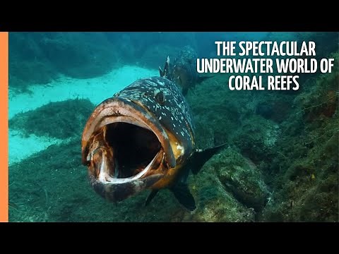 The Spectacular Underwater World of Coral Reefs | Full Documentary