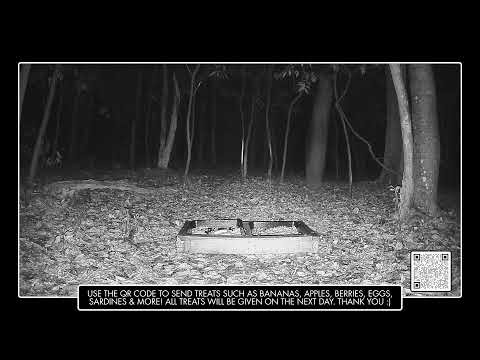 Wildlife Live Cam - Critter Cam