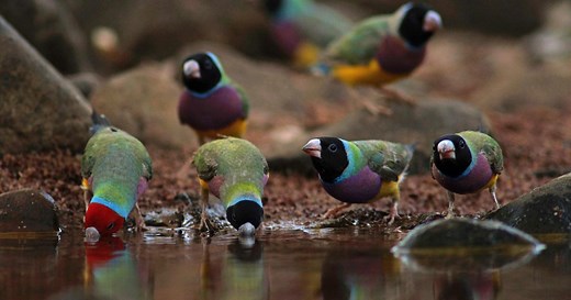 Australia’s endangered animals  | The Nature Conservancy Australia