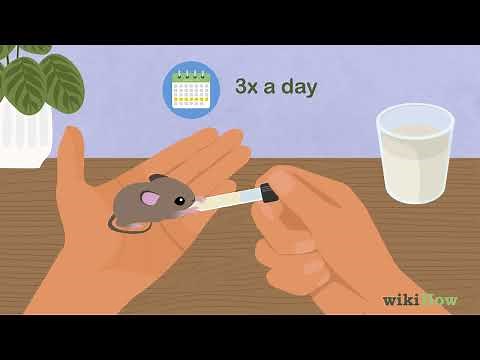 How to Care for Baby Mice