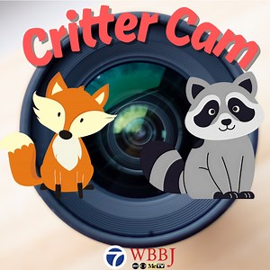 Critter Cam - WBBJ TV