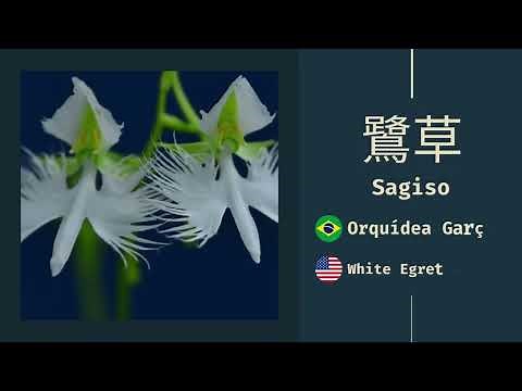 50 Popular Japanese Flowers and Their Meanings