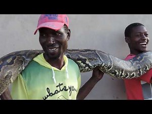 Giant, African Rock Python