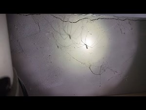 Cellar spiders in basement part 2