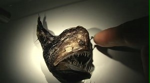 When Art Meets Science: Exhibition Inspired by Bioluminescence