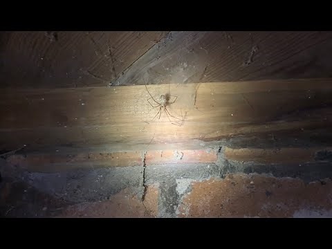Cellar spiders in basement