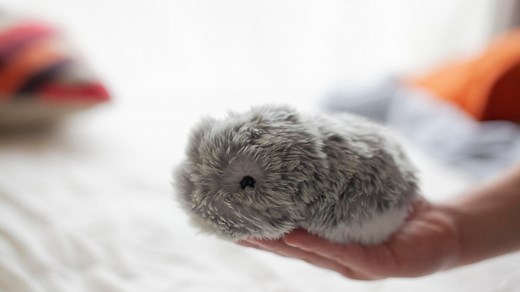 MOFLIN | An AI Pet Robot with Emotional Capabilities