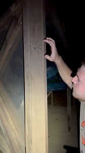 That’s one fast spider! The huntsman spiders are an impressive and widespread group of spiders that can be found just about anywhere! While in Australia I kept a special eye out for as many species and individuals as possible and this species here was among the more common we encountered! Huntsman spiders have good eyesight for spiders, but often rely on their sense of touch to hunt for prey. As you see here this spider thought at first I was prey, but upon making contact realized I was quite la