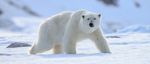 Animals in the Arctic