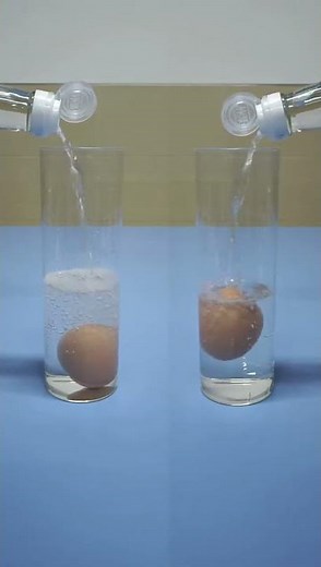 Floating Eggs Experiment: Raw vs Boiled #floatingeggs #scienceexperiment #buoyancyexperiment