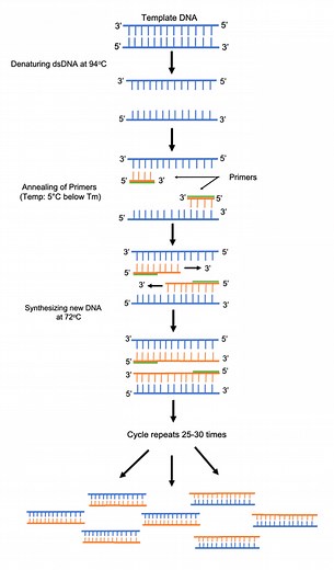 Polymerase Chain Reaction Overview and Applications