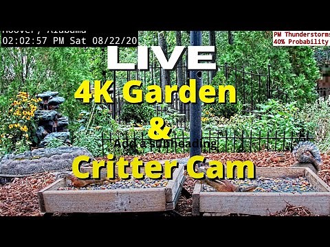 LIVE 4K Garden and Critter Cam in Alabama (over 60+ Species at Feeder Station)