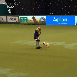 This beauty and the beast routine was absolutely magic! ✨🐶💚 | Crufts