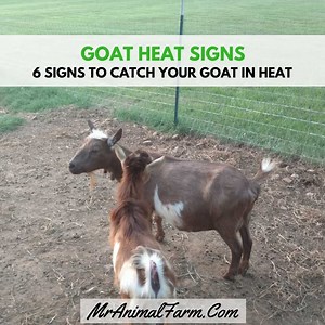 Goat Heat Signs - 6 Signs to Tell Your Goat is in Heat