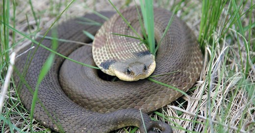 8 Incredible Hognose Snake Facts