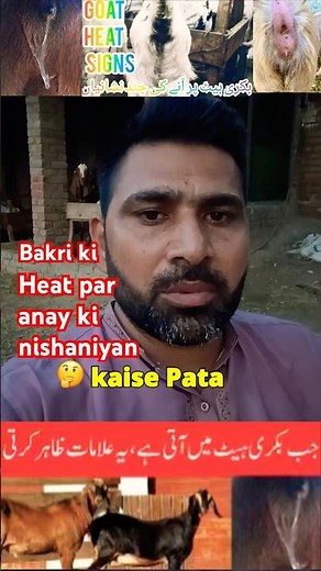 Signs of goat on heat🔥 #viral #cow #animals #goat #trend #new