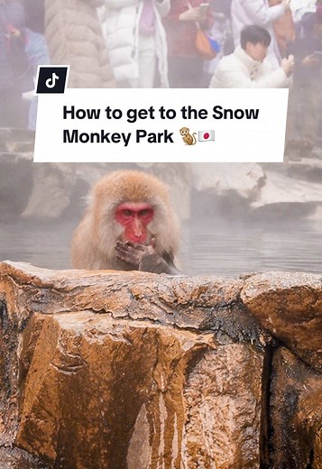 How to Visit Snow Monkey Park: Your Complete Guide
