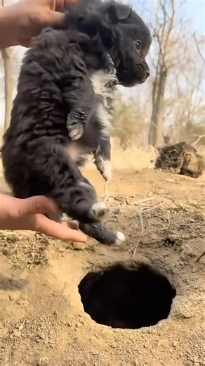 Ravaging a small local dog, cute pet debut plans, dogs, sun em