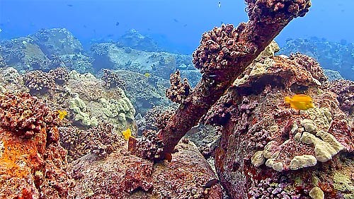 Aqualink, MEGA Lab, Hawaii