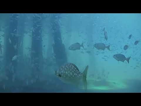 Highlights of the DFB Underwater Camera